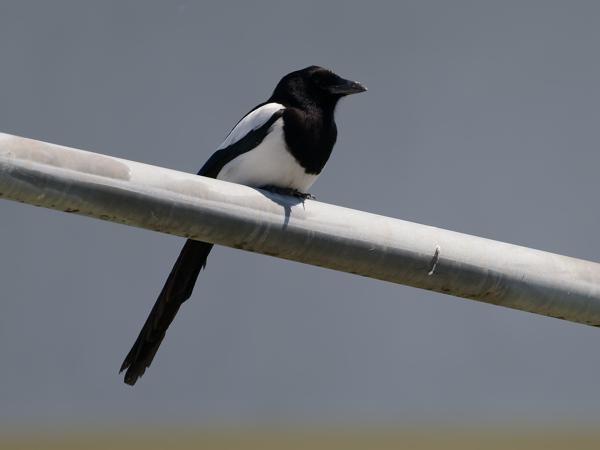 <h3>Pica&nbsp;pica / Eurasian&nbsp;magpie / Ekster</h3>OM-1 Mark II met OLYMPUS M.150-400mm F4.5, 1/2000 sec  bij F4.5, ISO 320, afstand 20.2&nbsp;m